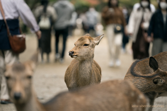 SONY α7IIIを連れて秋の奈良公園へ